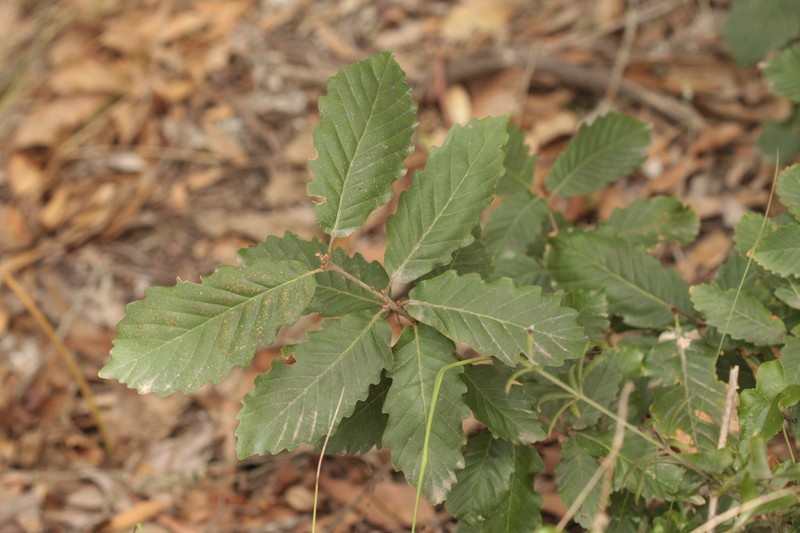 Quercus canariensis photo 2