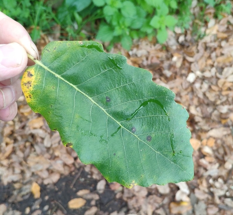 Quercus canariensis photo 3
