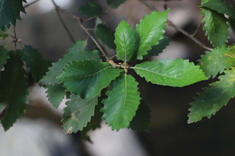 Quercus canariensis photo 4