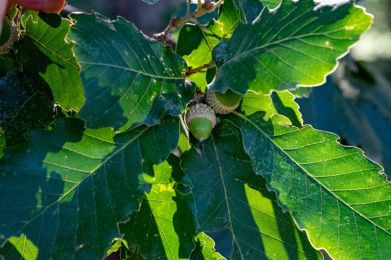 Quercus canariensis photo 5