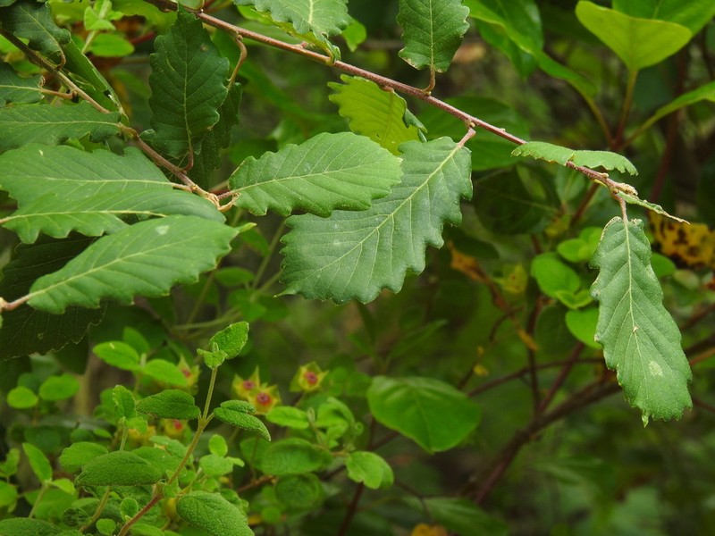 Quercus canariensis photo 6