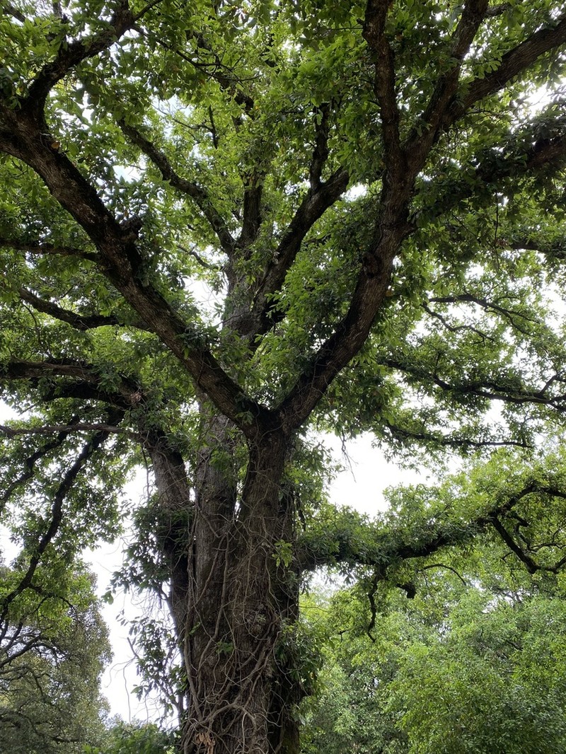 Quercus canariensis photo 7