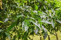 Quercus canbyi