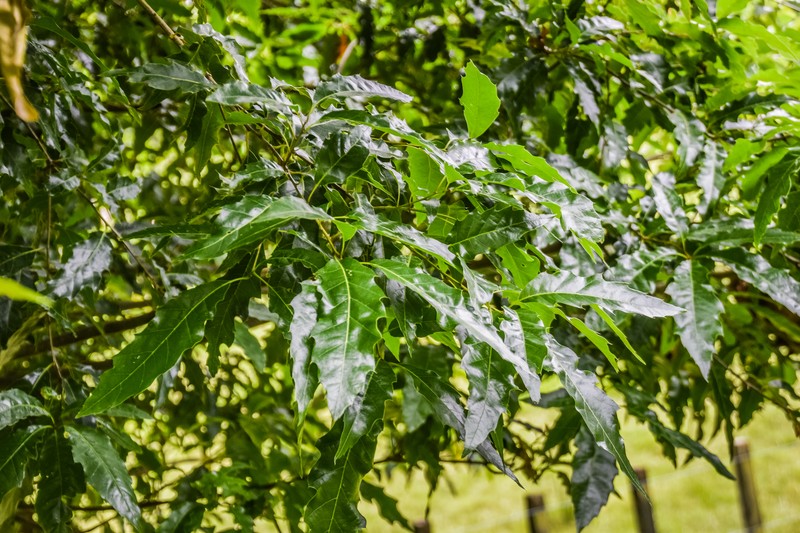Quercus canbyi