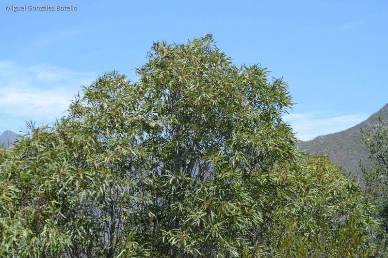 Quercus canbyi photo 2