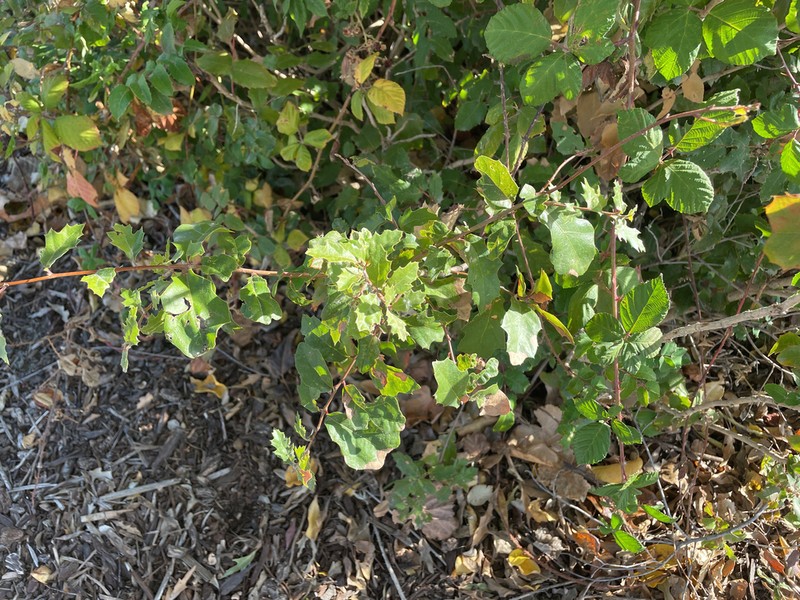 Quercus canbyi photo 3