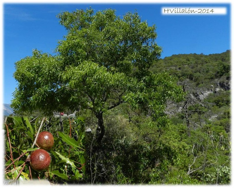 Quercus canbyi photo 4