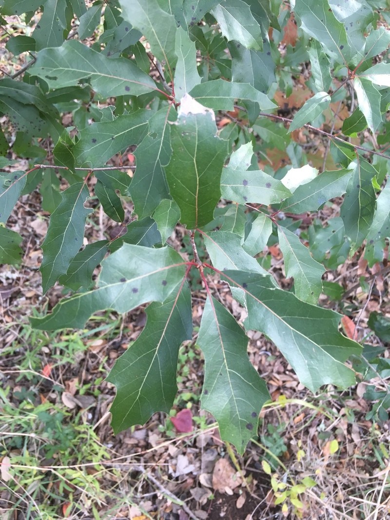 Quercus canbyi photo 5
