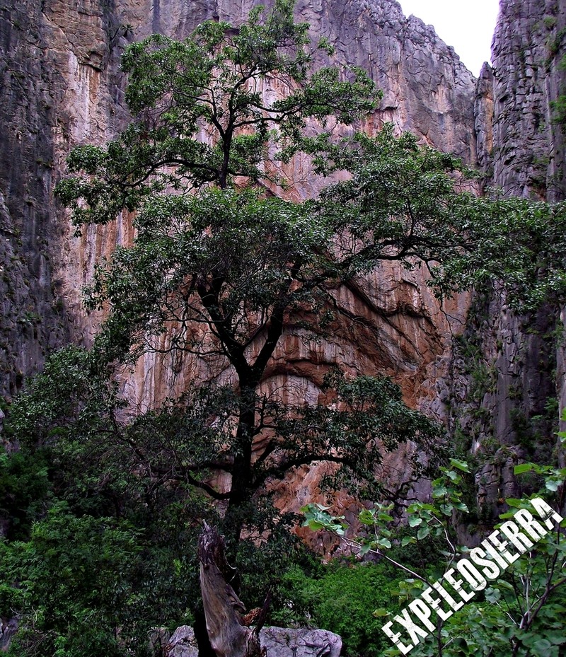 Quercus canbyi photo 6