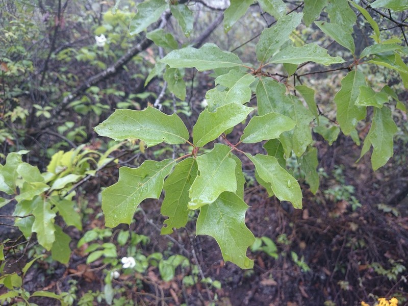 Quercus canbyi photo 7