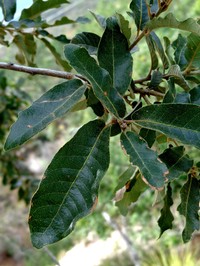 Mexican Oak