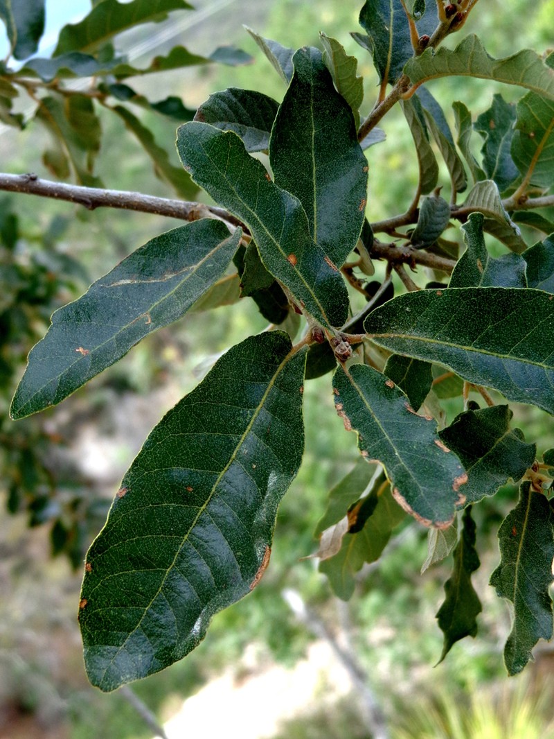 Mexican Oak