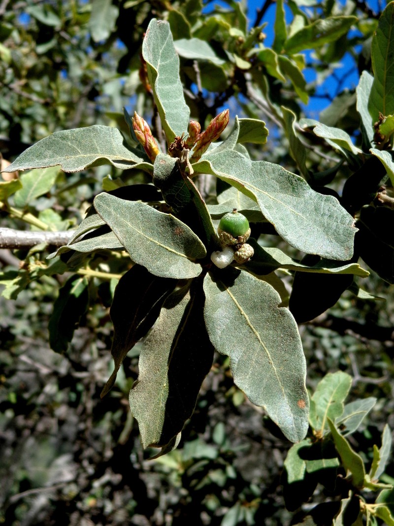Mexican Oak photo 3