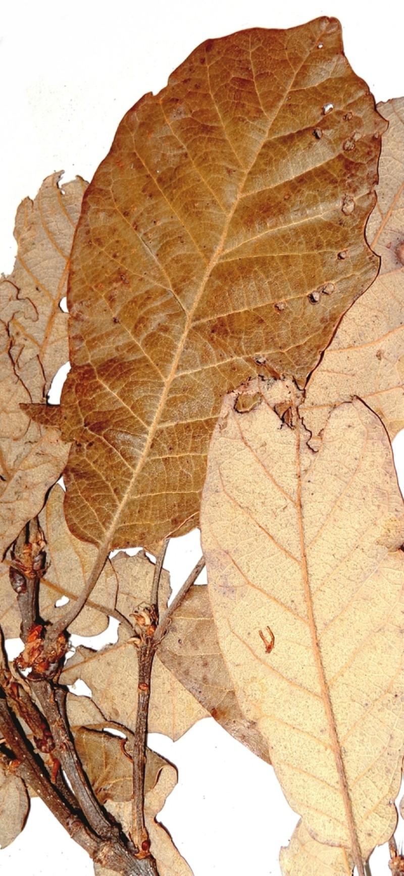 Mexican Oak photo 4