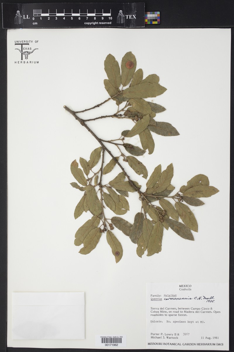 Mexican Oak photo 5