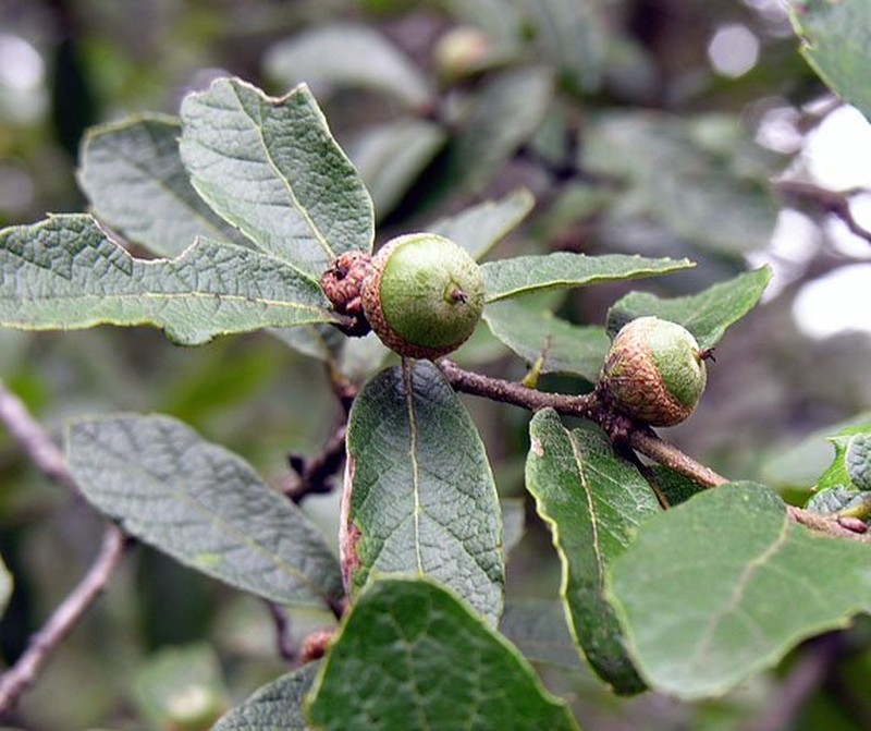 Quercus castanea