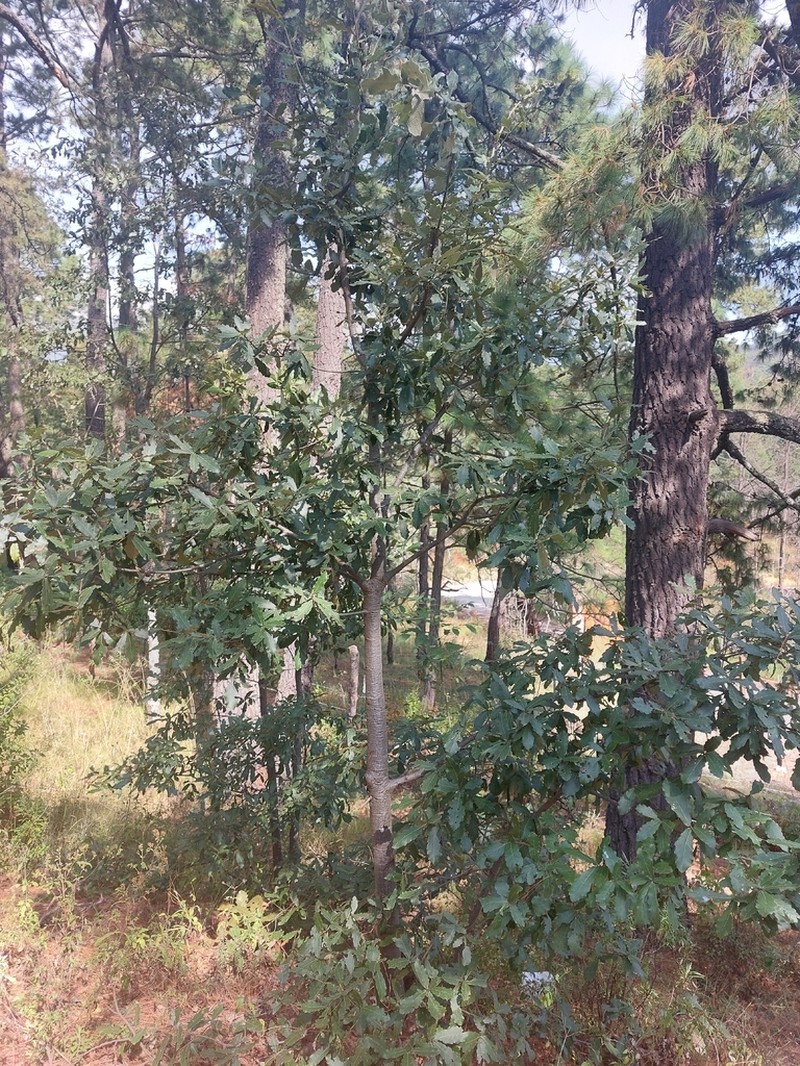 Quercus castanea photo 2