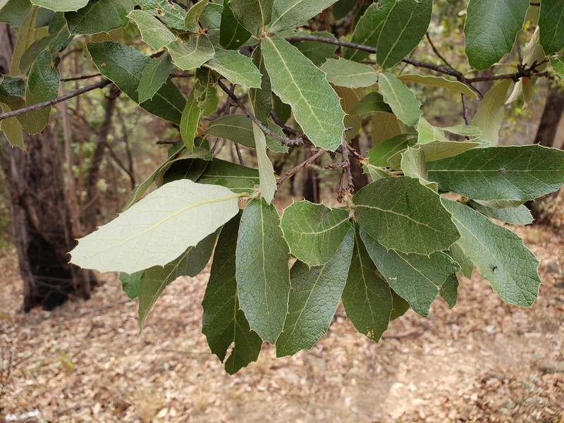 Quercus castanea photo 3