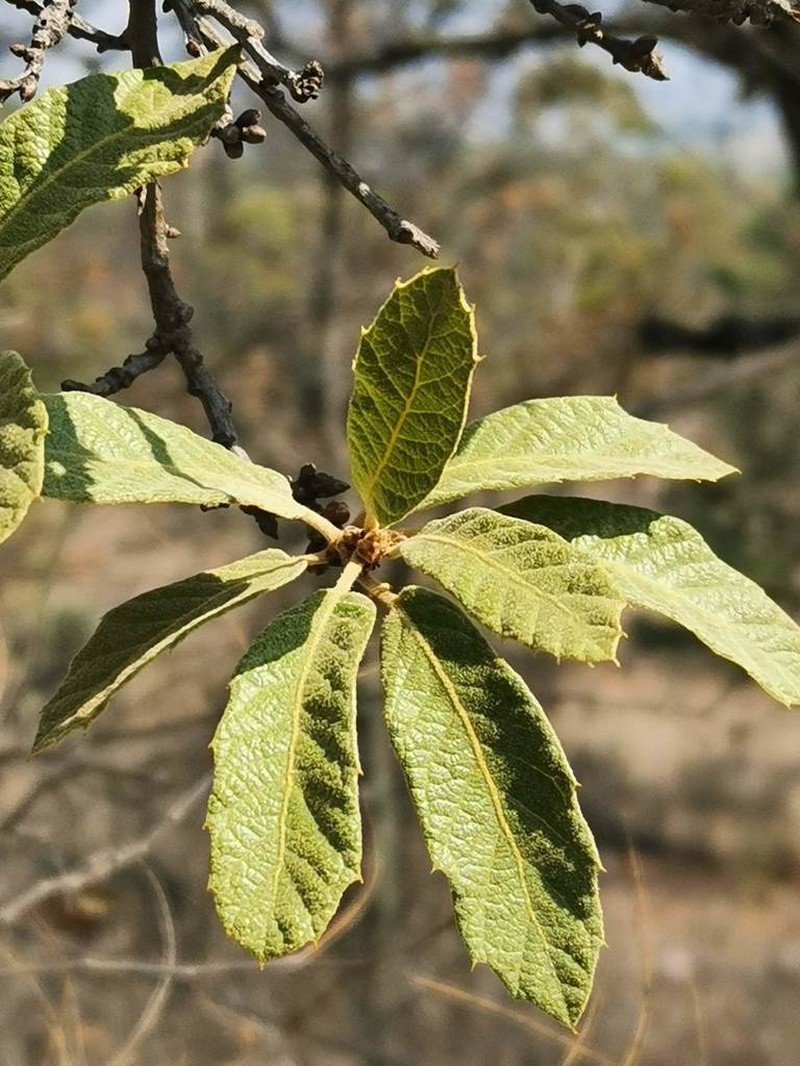 Quercus castanea photo 4