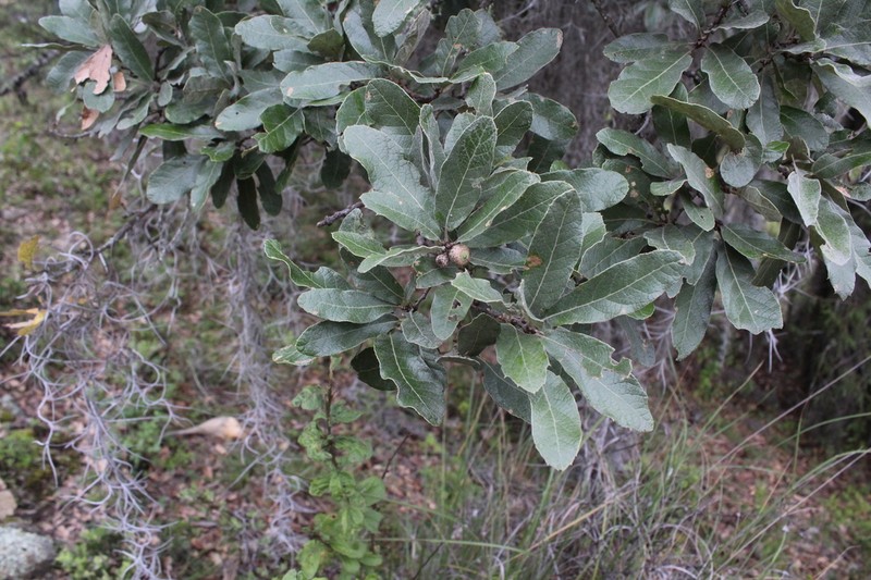 Quercus castanea photo 5
