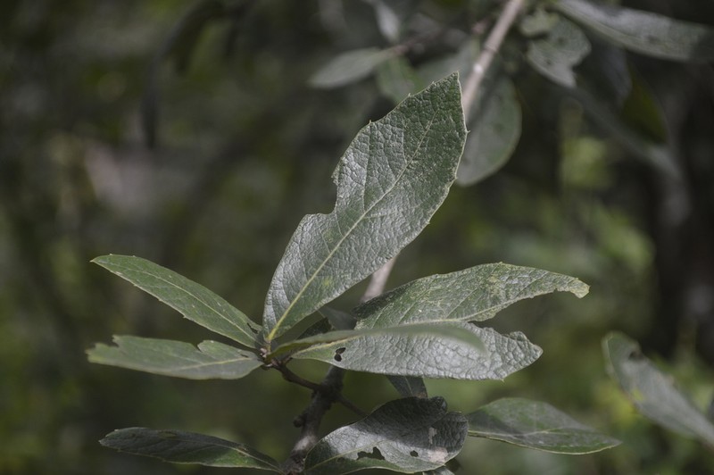 Quercus castanea photo 6