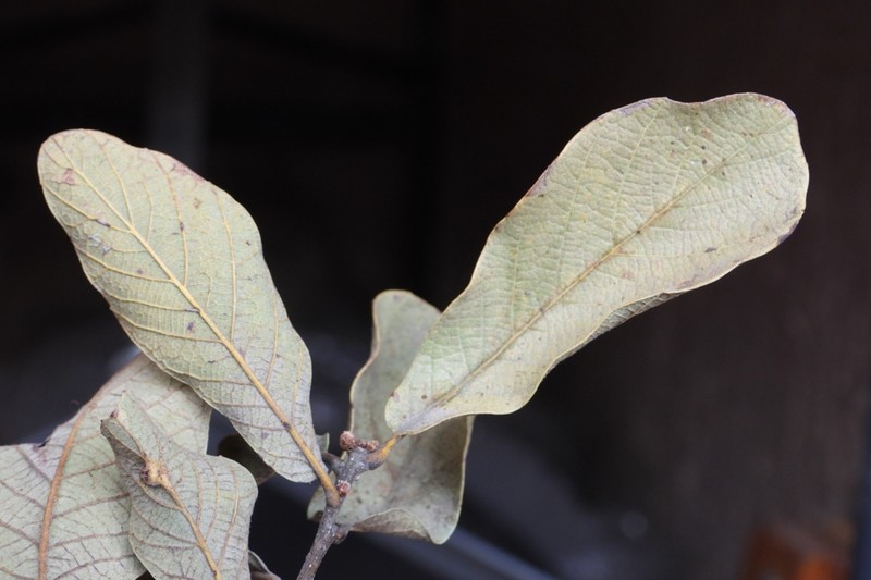 Quercus castanea photo 7