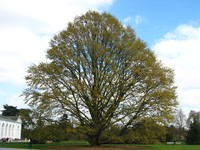 Quercus castaneifolia