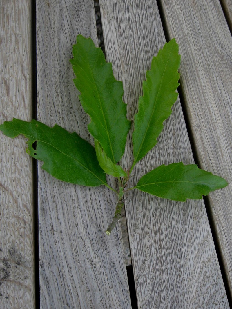 Quercus castaneifolia photo 2