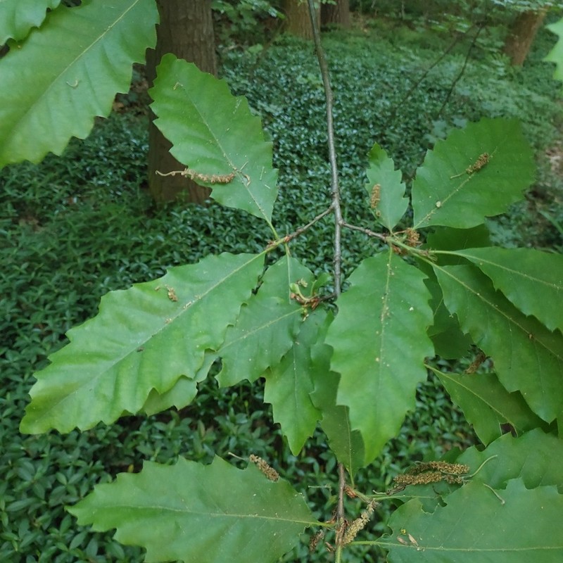 Quercus castaneifolia photo 3