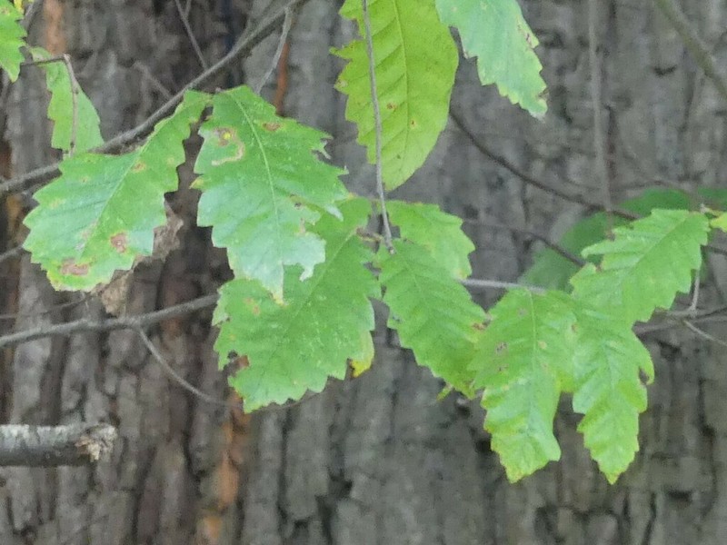 Quercus castaneifolia photo 4
