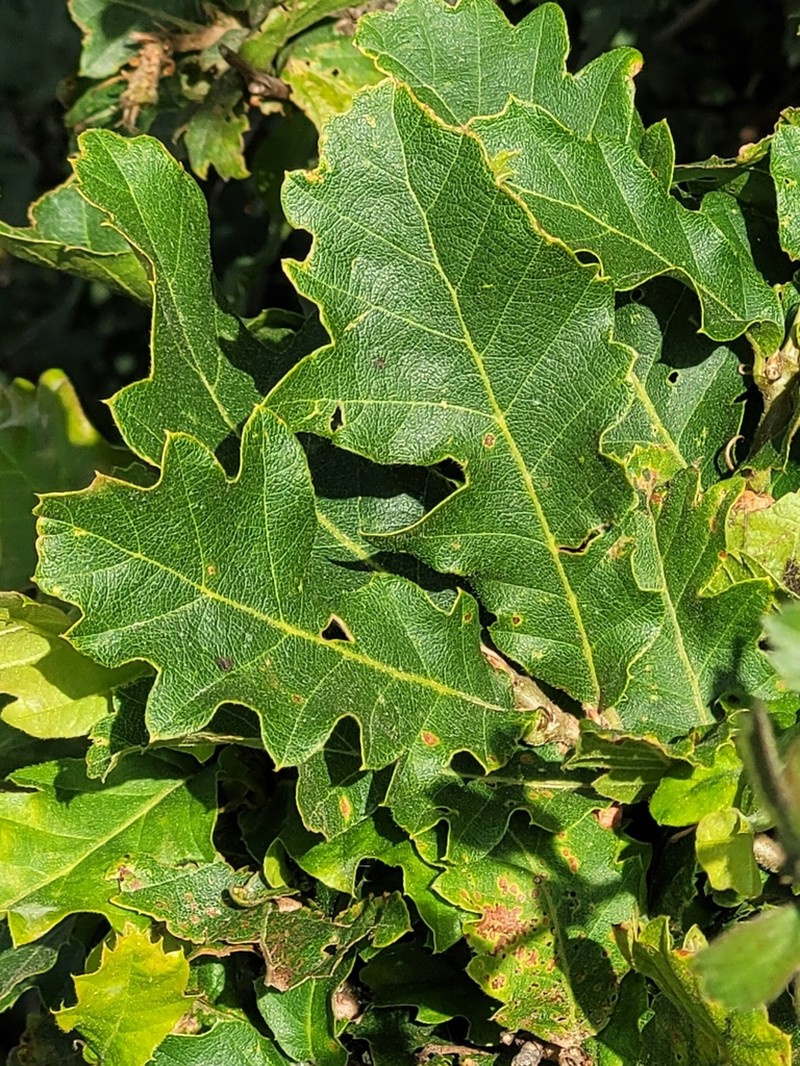 Quercus castaneifolia photo 5