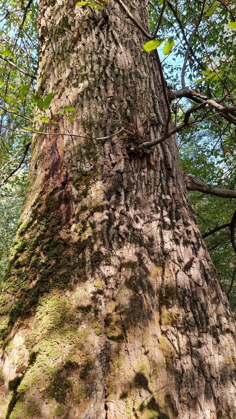 Quercus castaneifolia photo 6