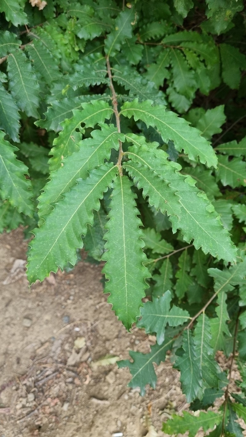 Quercus castaneifolia photo 7