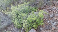 Cedros Island Oak