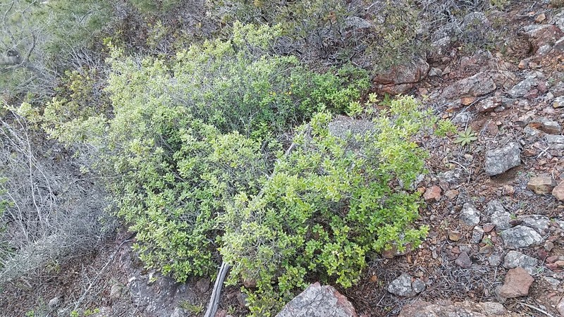 Cedros Island Oak photo 2