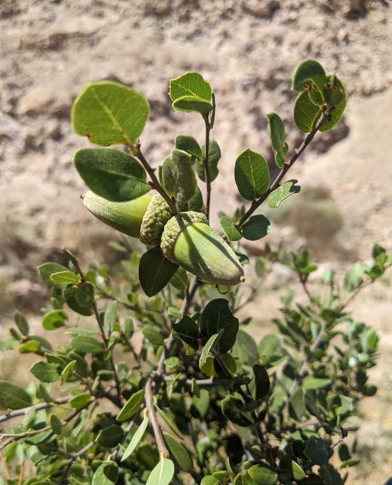 Cedros Island Oak photo 2