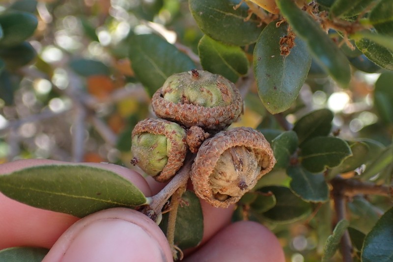 Cedros Island Oak photo 4