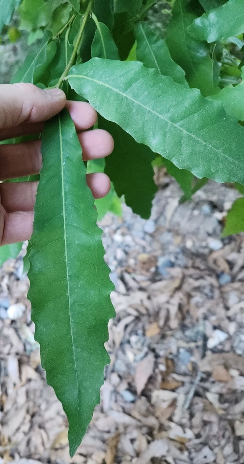 Quercus centenaria