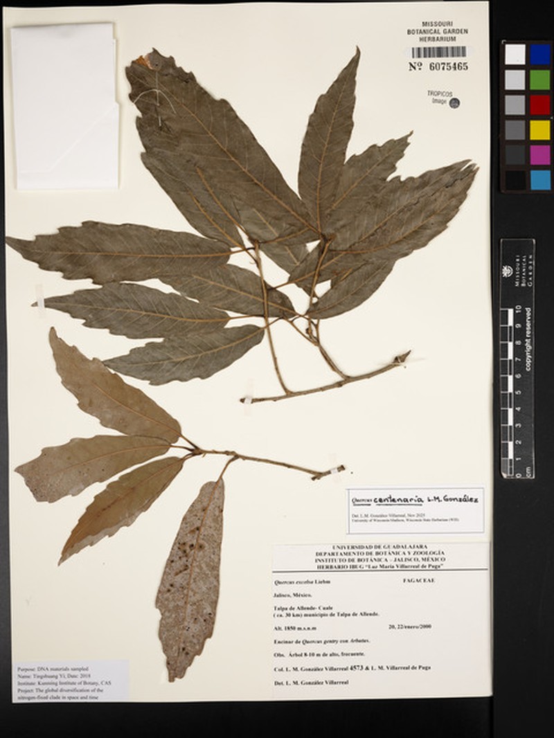 Quercus centenaria photo 2