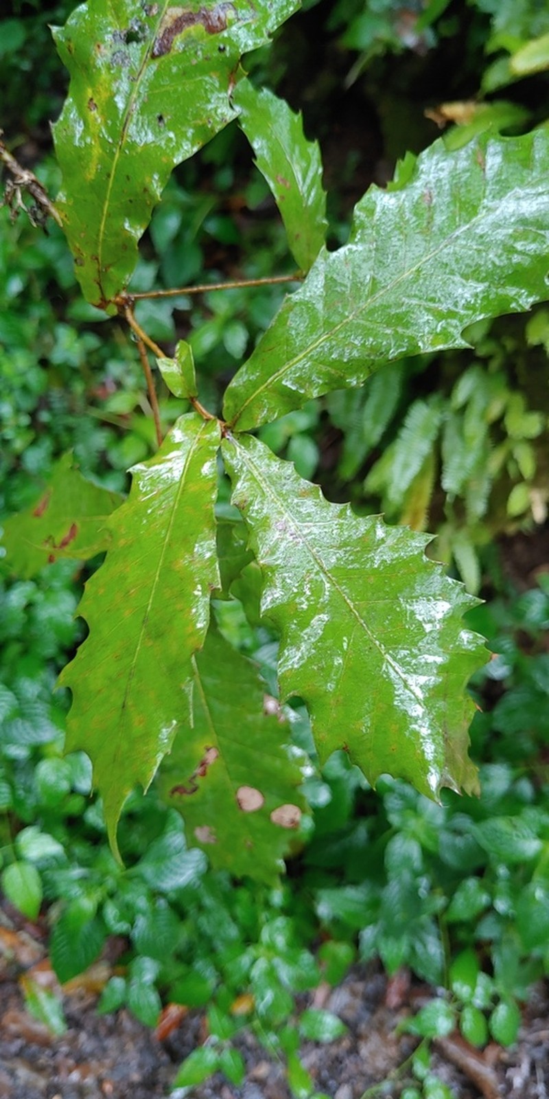 Quercus centenaria photo 3