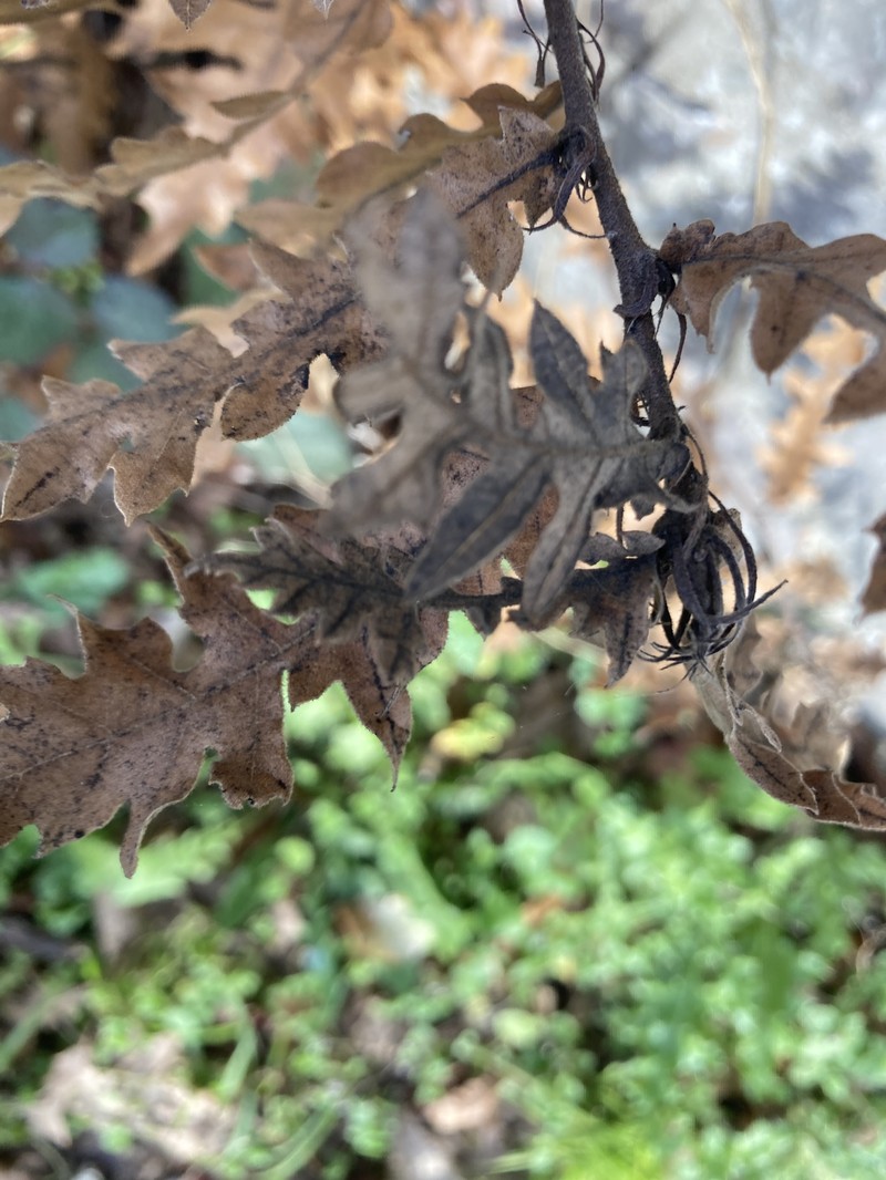 European Turkey Oak photo 6
