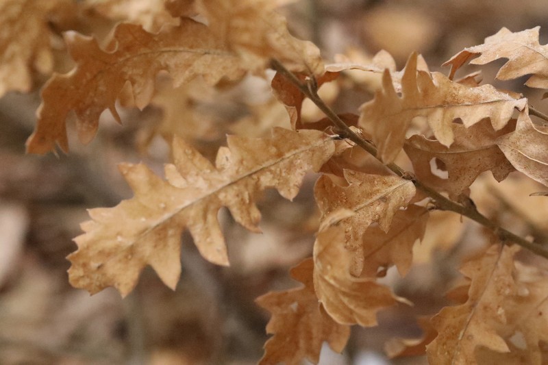European Turkey Oak photo 7