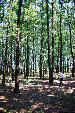European Turkey Oak photo 2