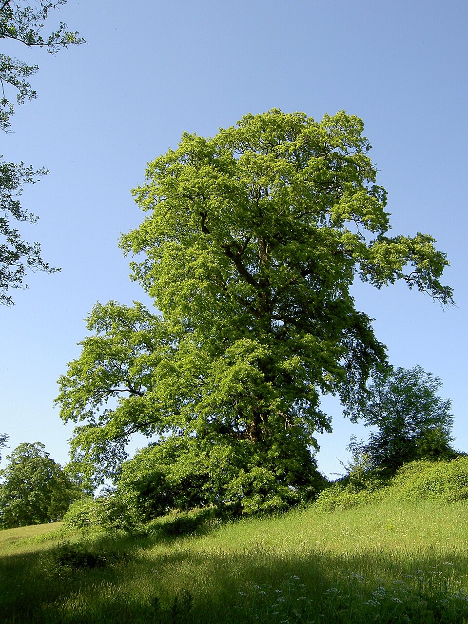 European Turkey Oak photo 3