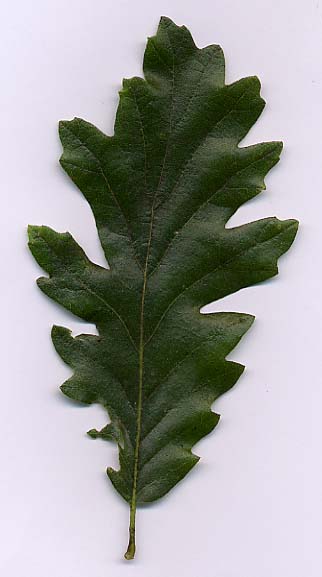 European Turkey Oak photo 4