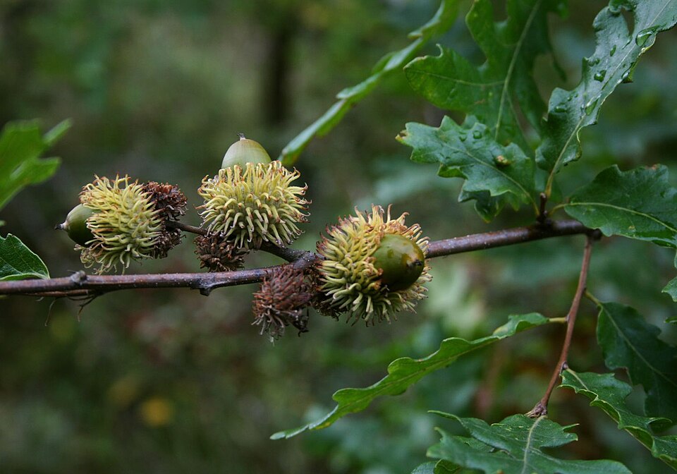 European Turkey Oak photo 5