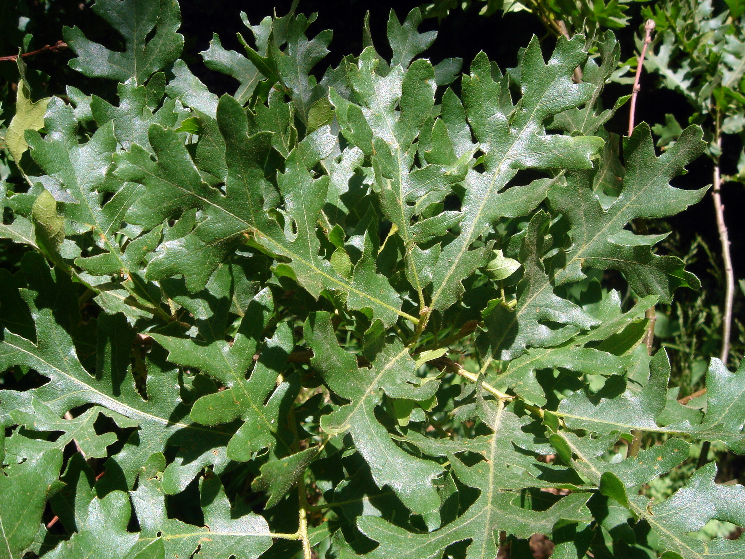 European Turkey Oak photo 6