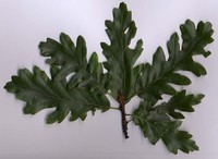 European Turkey Oak