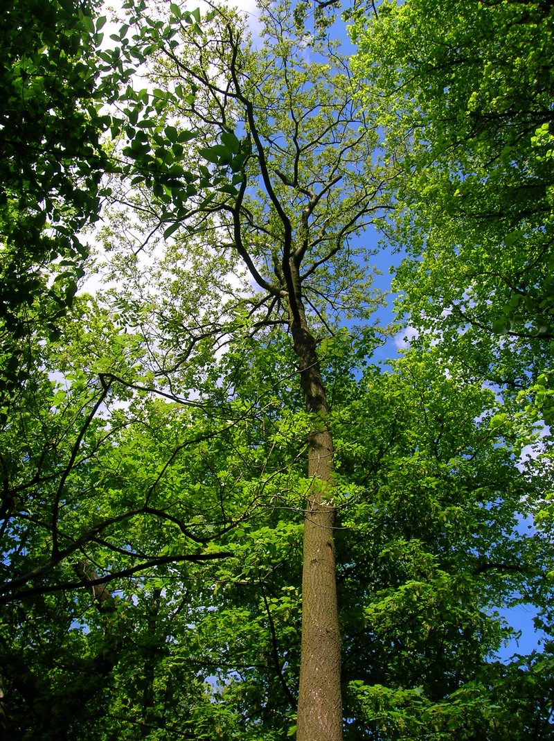 European Turkey Oak photo 7