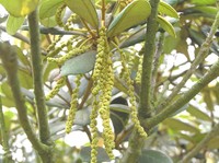 Quercus championii